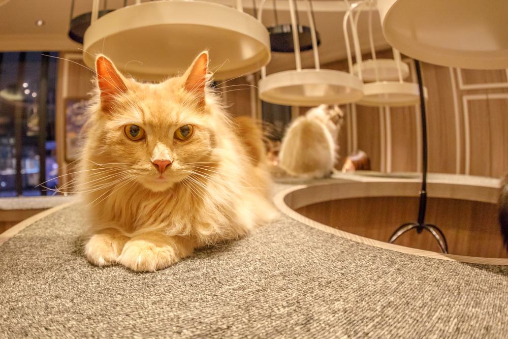 Cat Cafe Mocha In Shibuya District