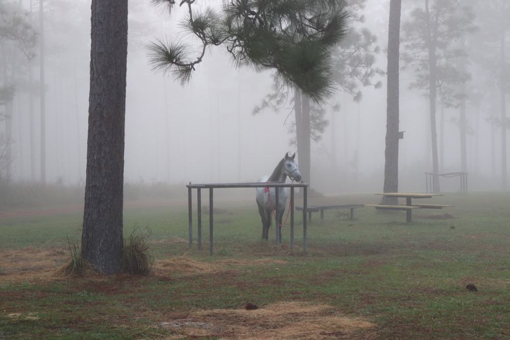 De Soto National Forest, Mississippi