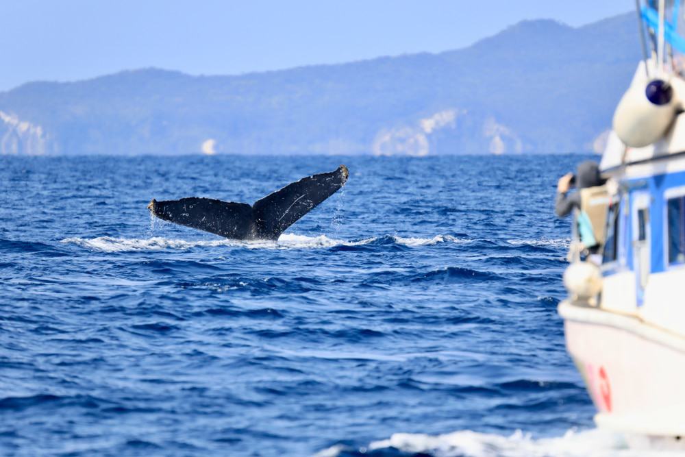 Okinawa Whale Watching