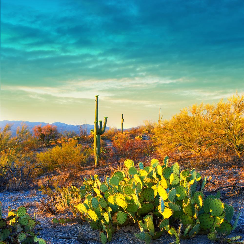 Saguaro West National Park