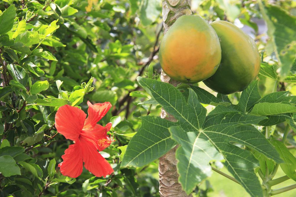 Yakushima Fruit Garden