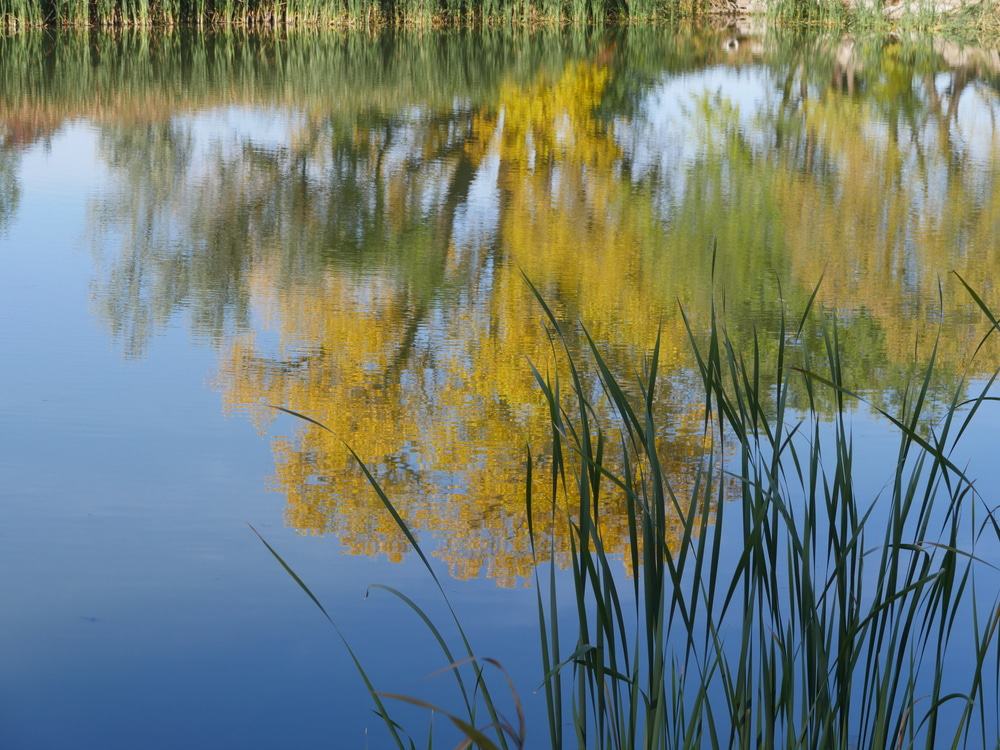 Becks Pond, Delaware