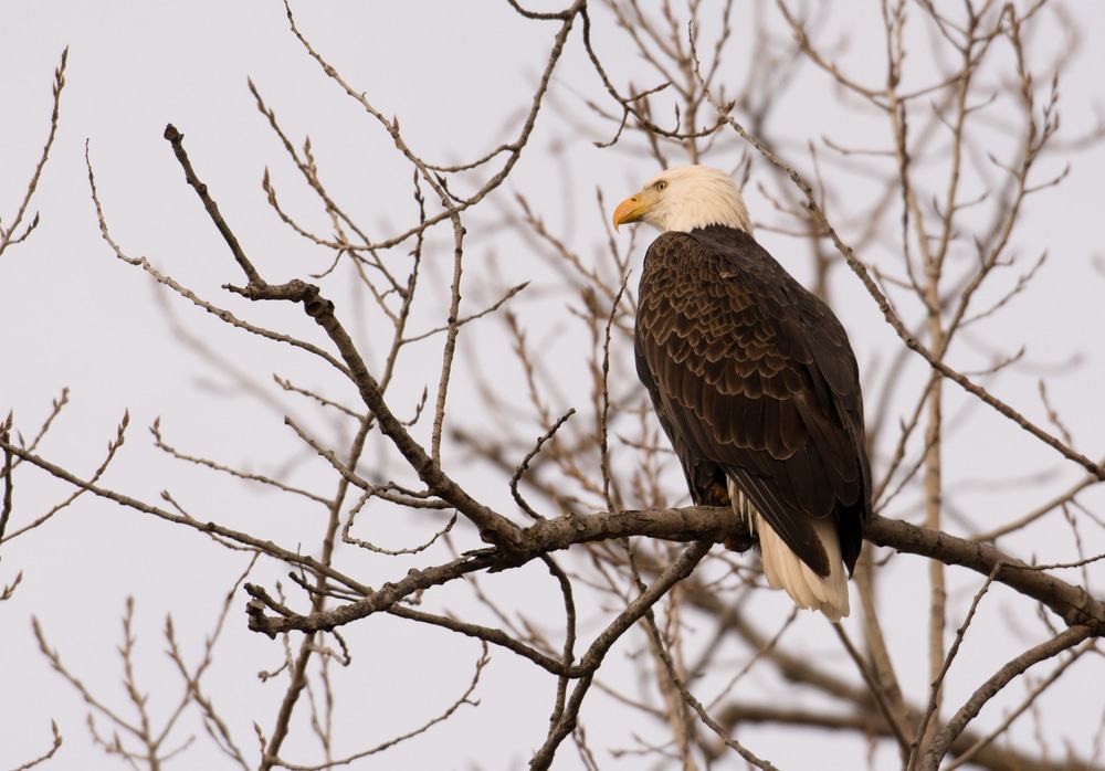 Adult Bald Eagle Along The Great River Road