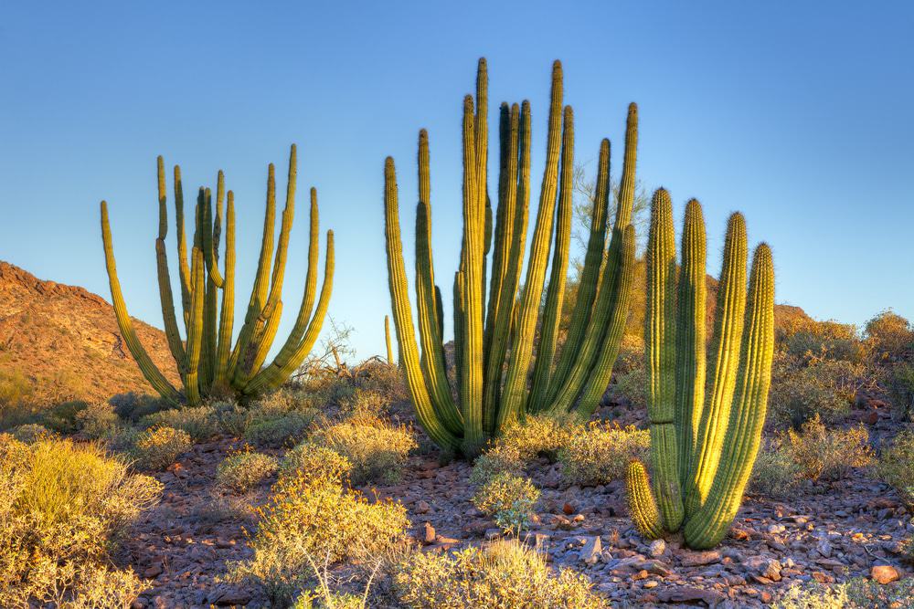 Organ Pipe Cactus National Monument