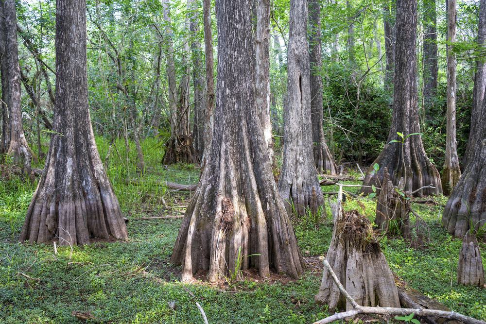 Big Cypress National Preserve