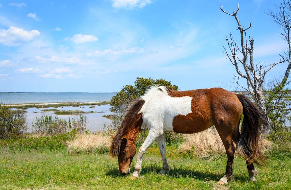 Assateague State Park