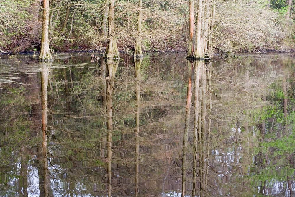 Trap Pond, Delaware