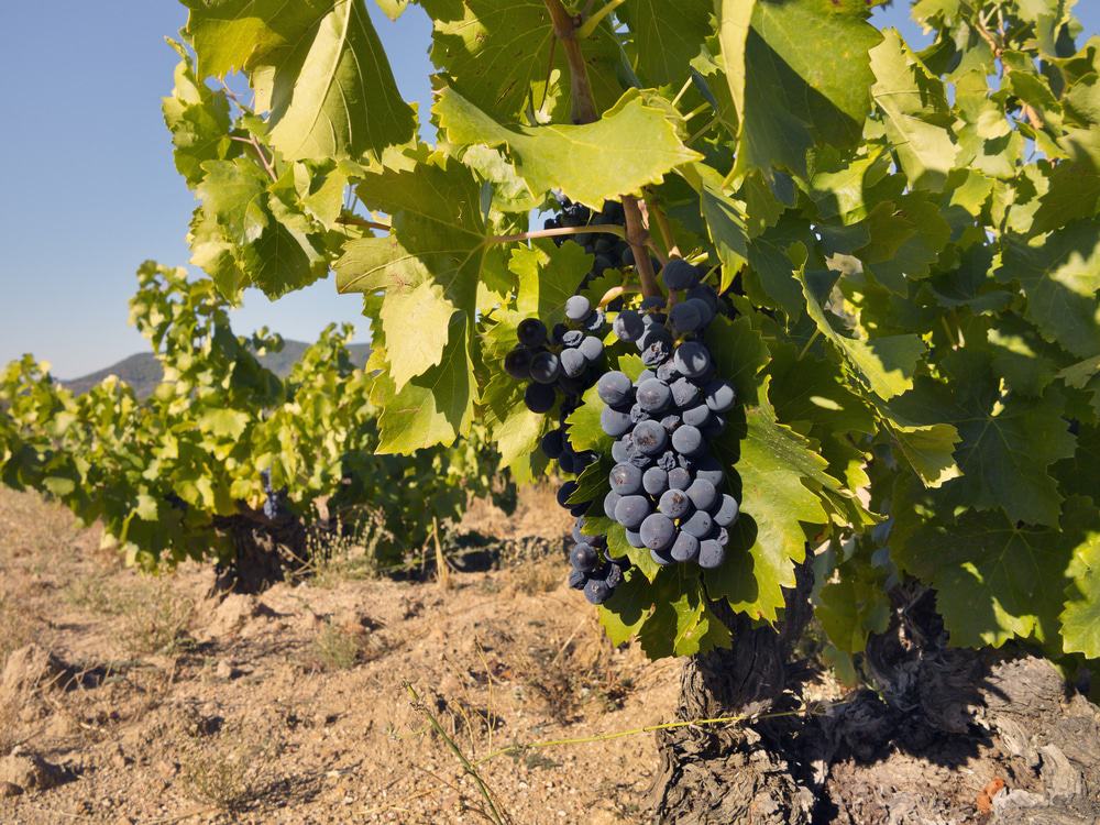  Vineyard in Madrid Region
