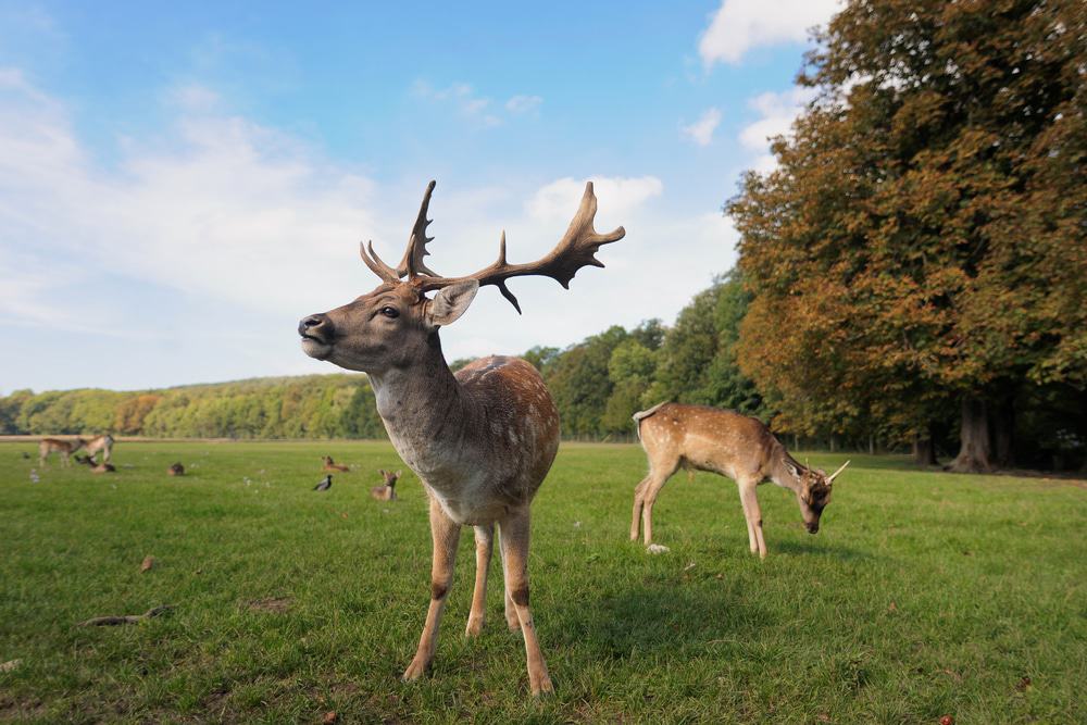 Lainzer Wildlife Park