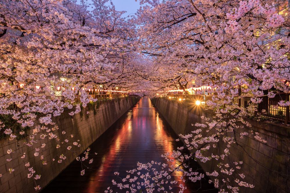 Meguro River, Tokyo