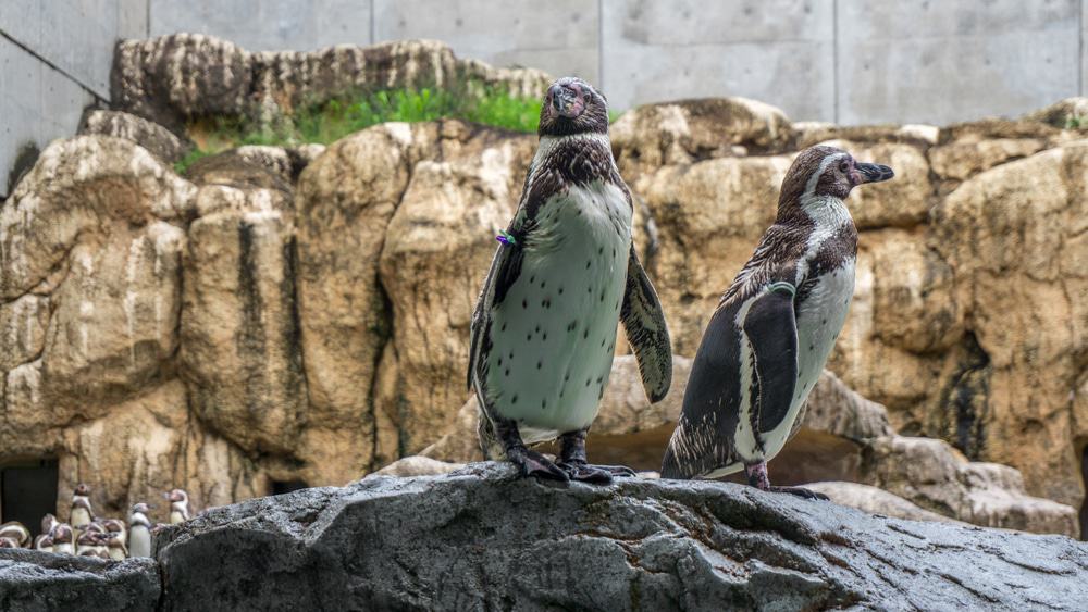 Nagasaki Penguin Aquarium