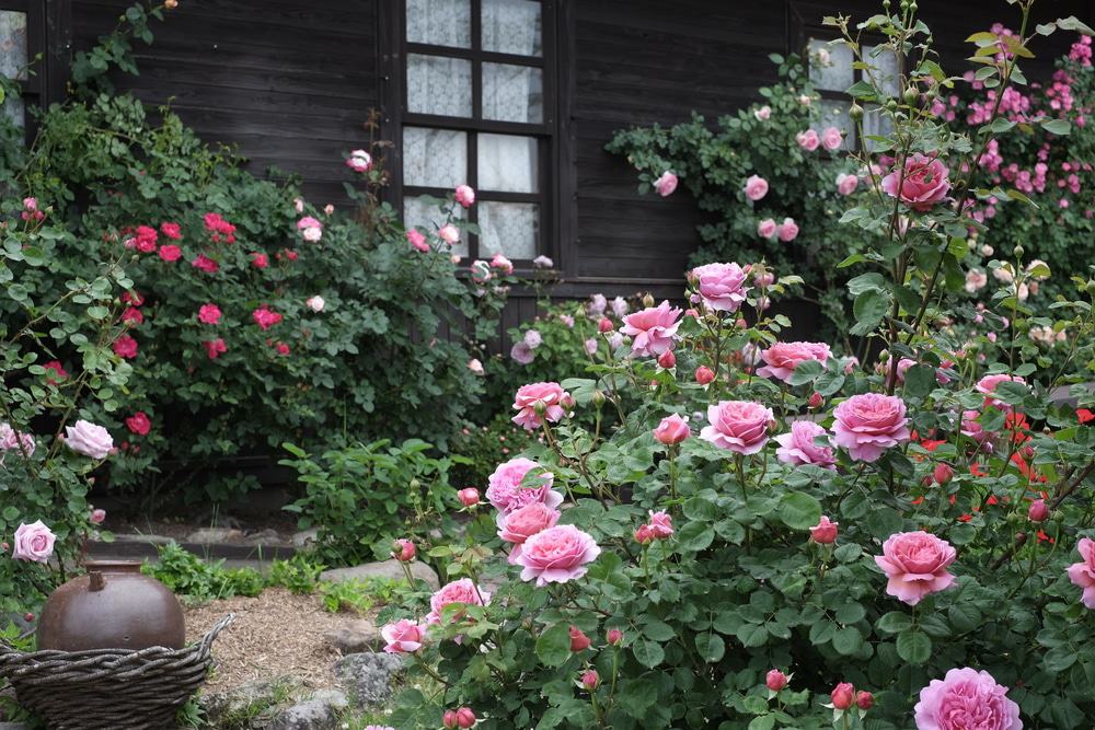 Kuju Flower Park