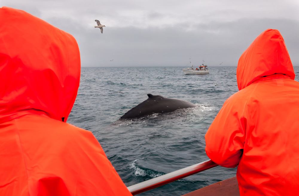 Whale Watching, Reykjavik