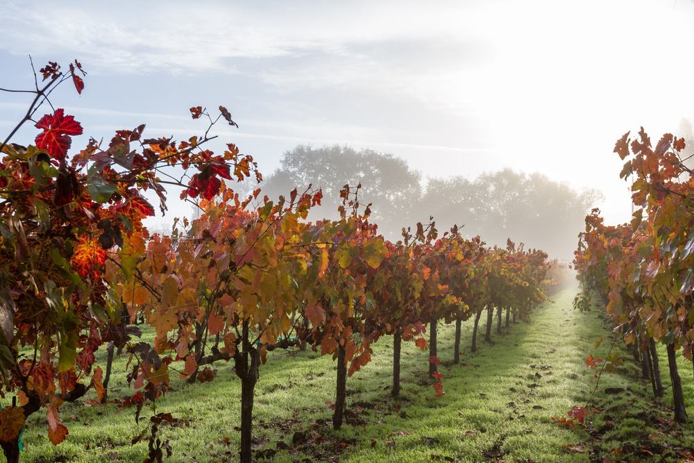 Calistoga, California