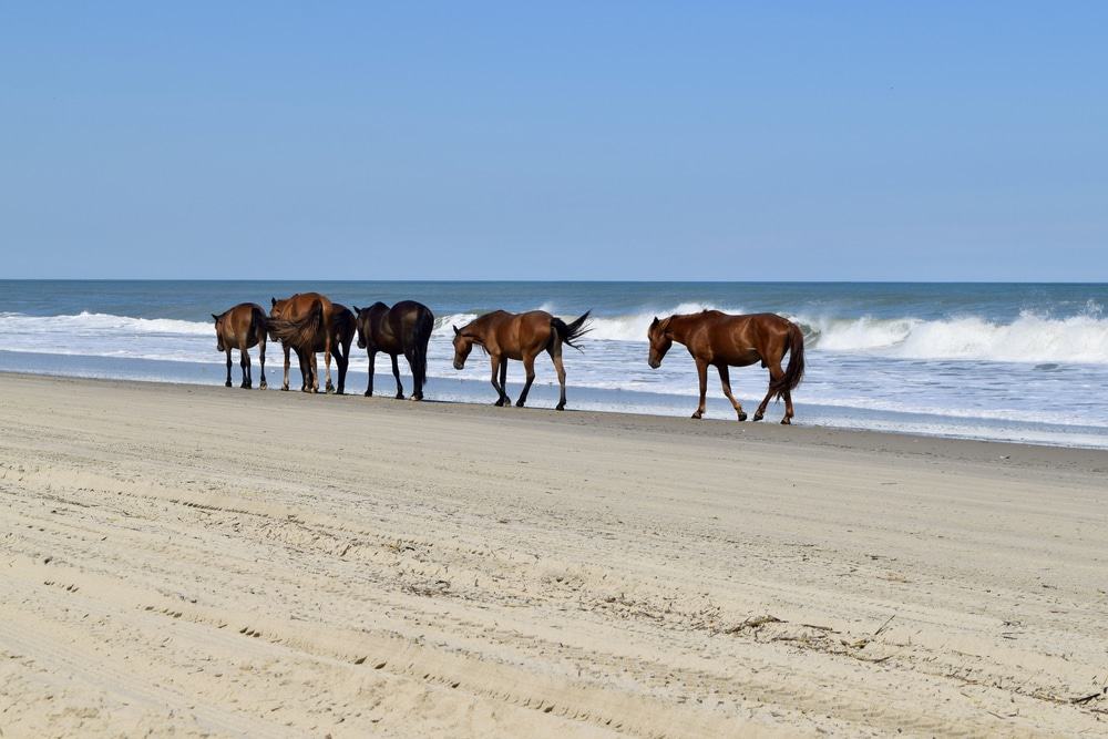 Corrola Beach, Outer Banks, North Carolina