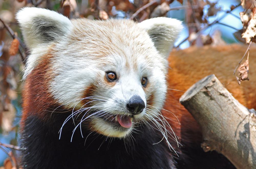 Red Panda at Dublin Zoo