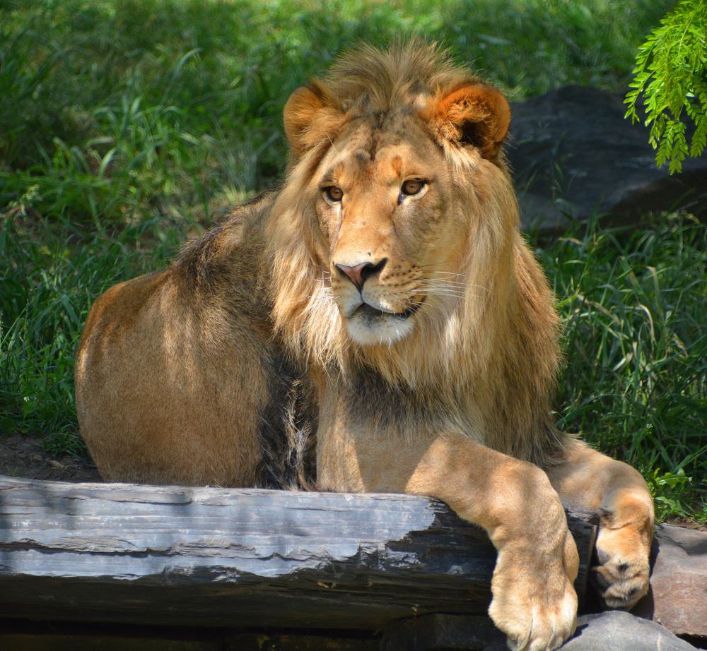 Granby Zoo