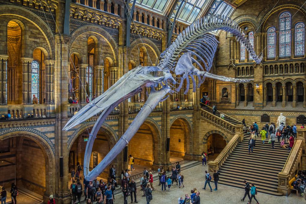 Natural History Museum, London