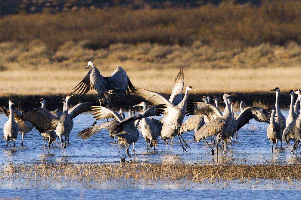 Bosque Del Apache Wildlife Refuge