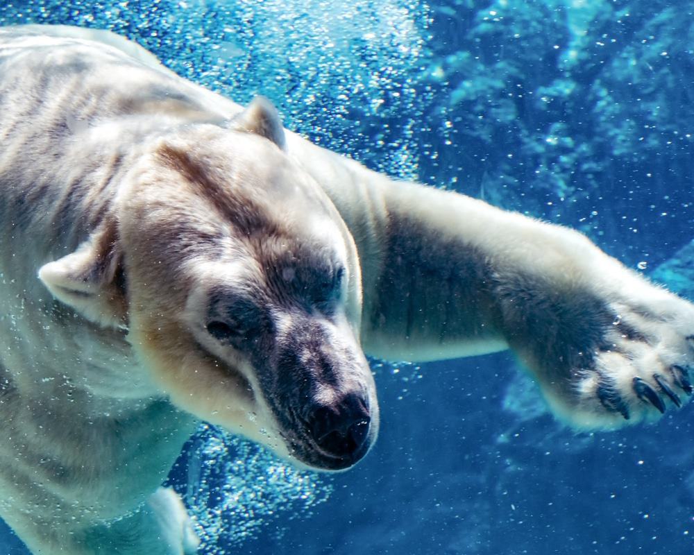 North Carolina Zoo, Asheboro