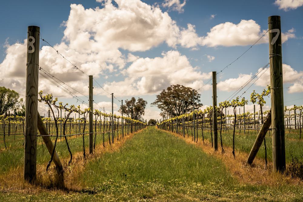 Michigan Wine Country