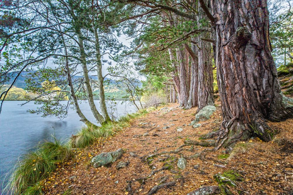 Rothiemurchus Forest