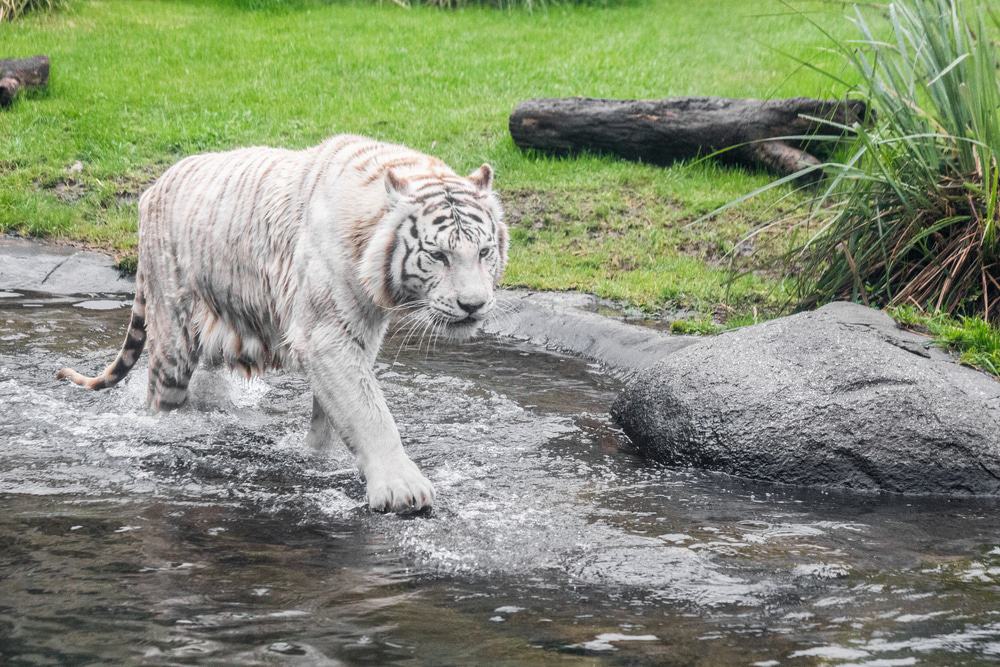 Temaikèn Zoo