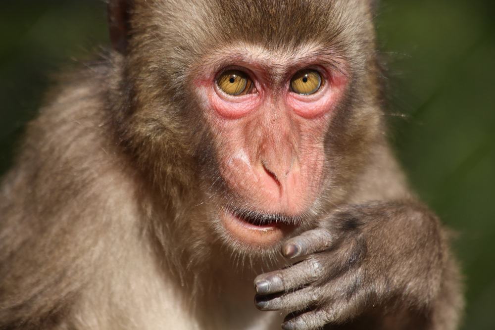 Takasakiyama Nature Zoo