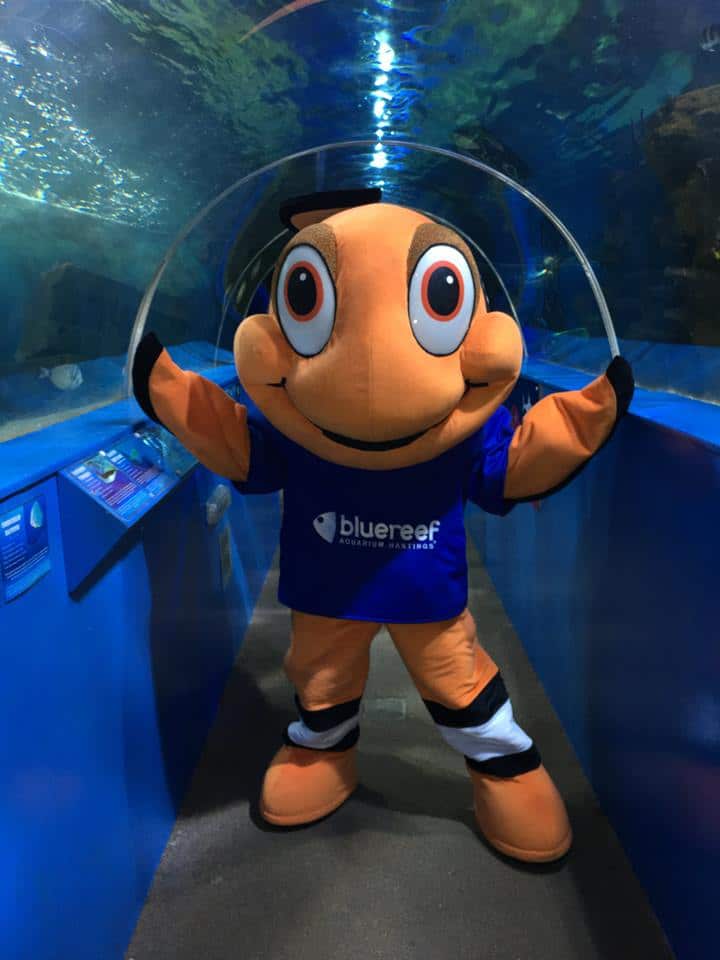 Blue Reef Aquarium