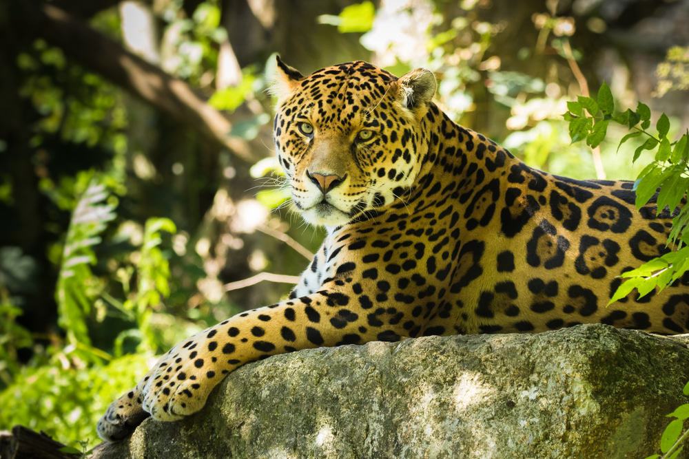 Dartmoor Zoo