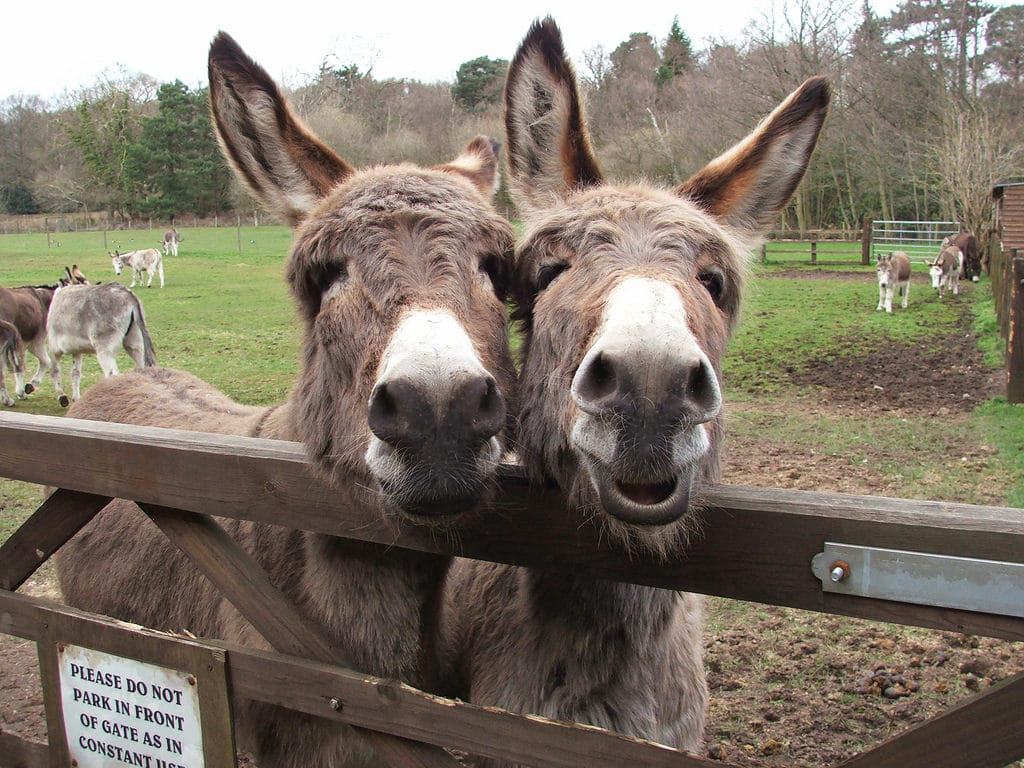 Donkey Sanctuary