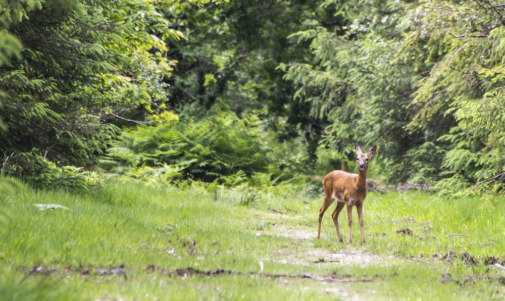 Haldon Forest Park