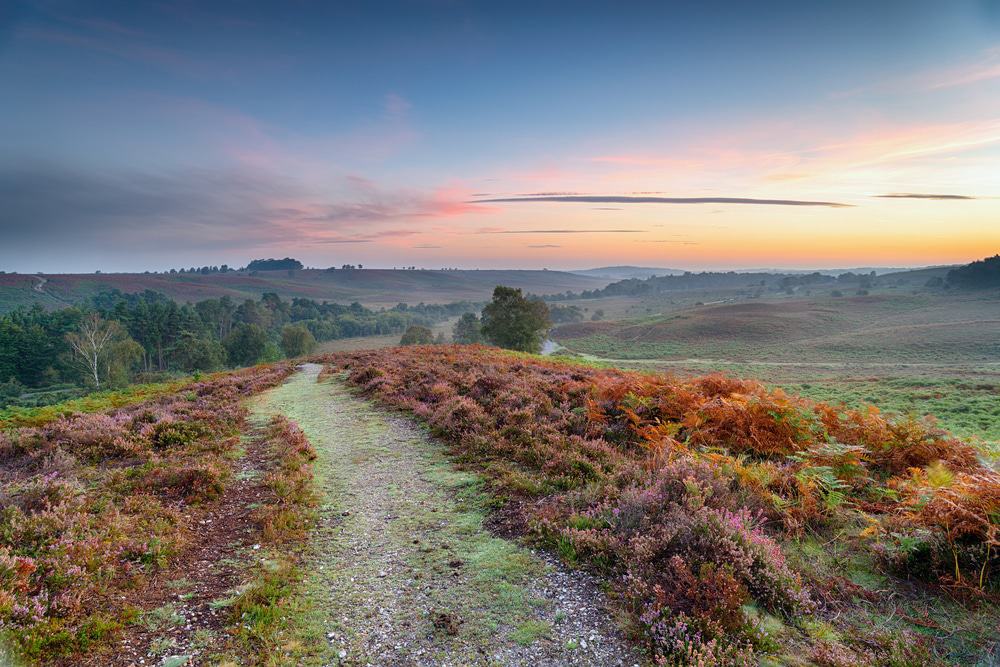 New Forest National Park