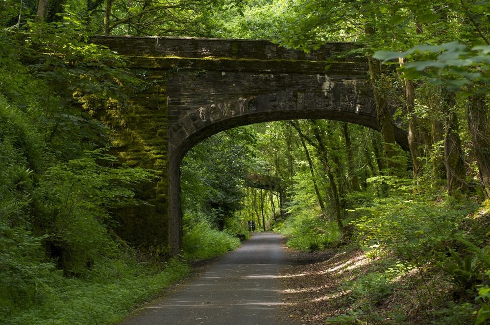 Plymbridge Woods