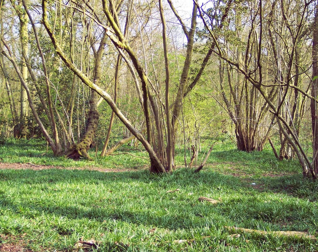 Worcester Woods Country Park