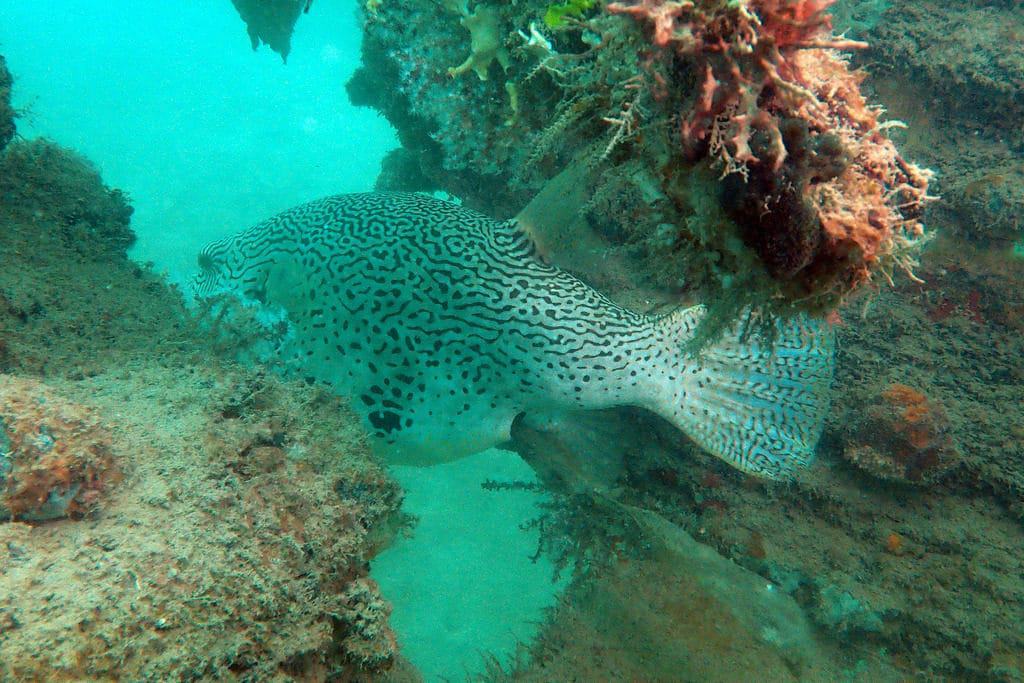 Pulau Hantu Diving