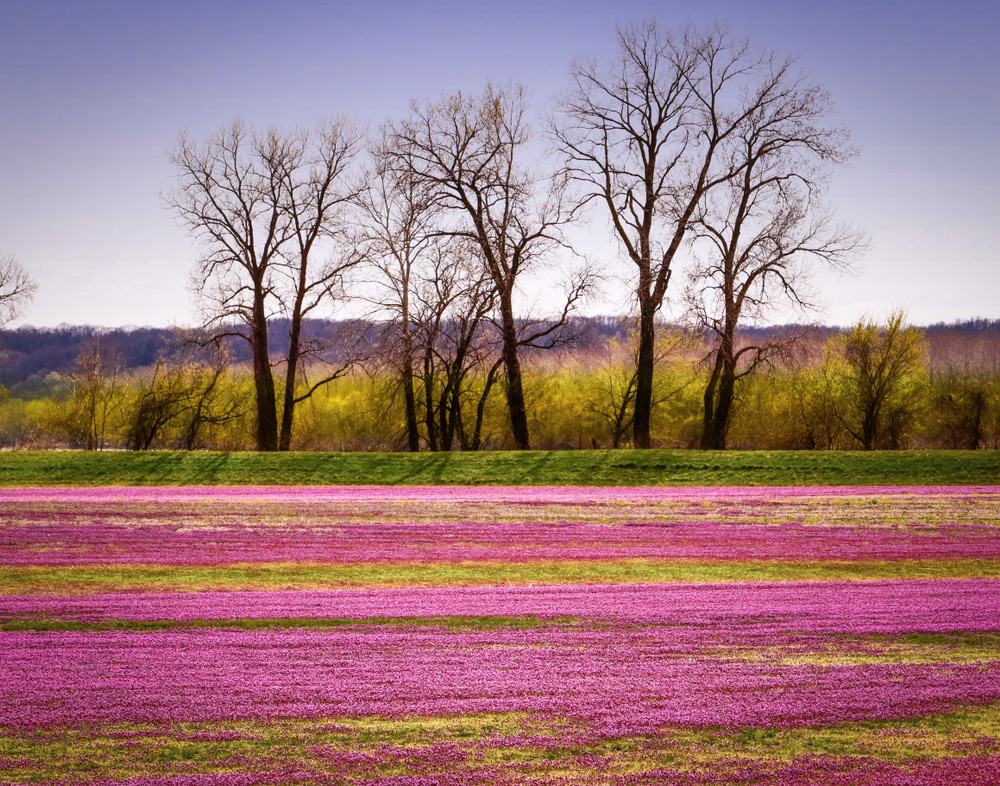 spring in Missouri, Midwest