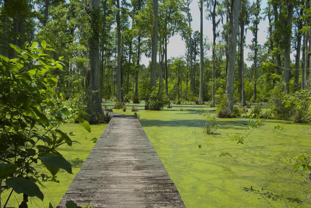 Cypress Gardens, South Carolina