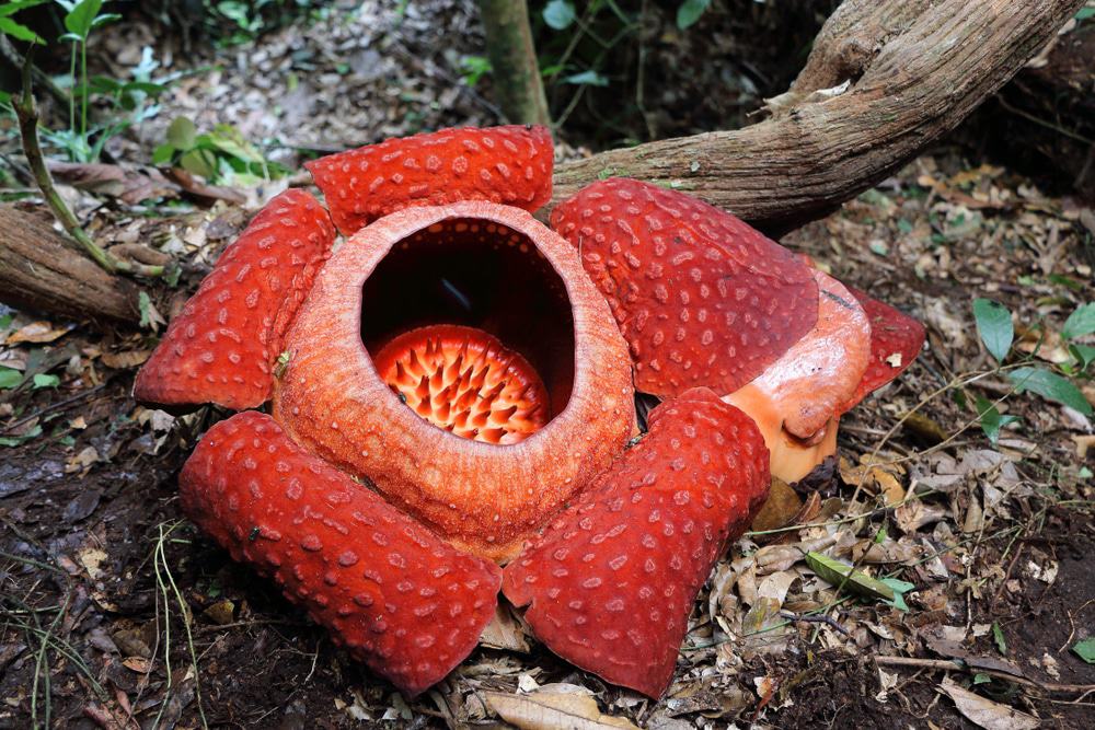 Rafflesia Flower, Gunung Gading National Park