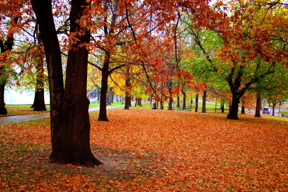 Fall Colors at Boston Public Garden,Massachusetts