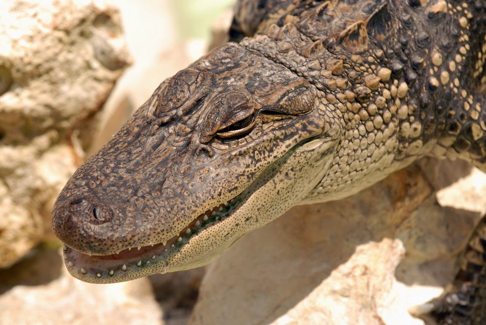 Gatorland