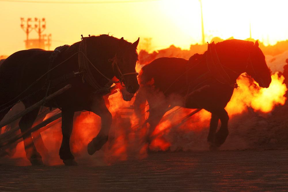 Banei Horse Race