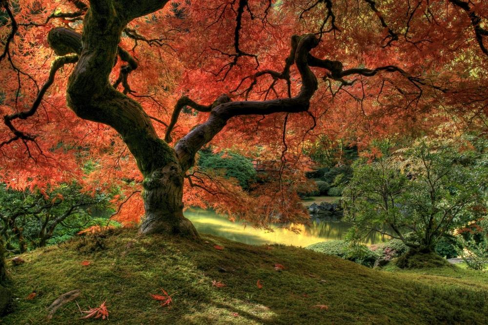 Japanese Garden, Portland