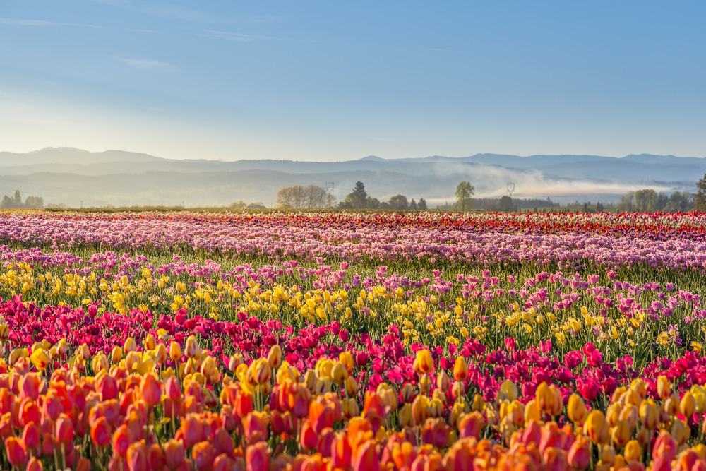 Tulip field in Woodburn, Oregon