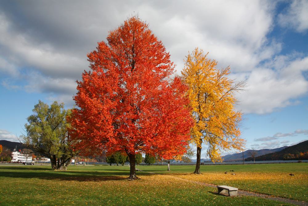 Lake George Battlefield Park