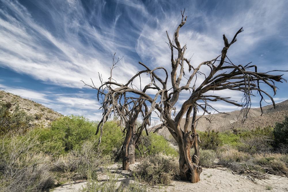 Anza Borrego State Park