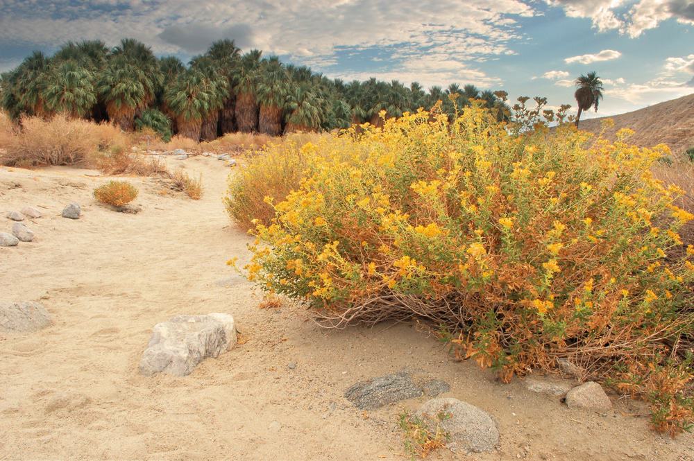 Coachella Valley Preserve