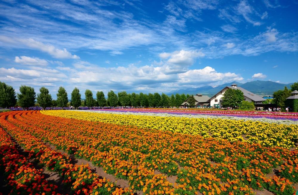 Tomita Farm, Furano