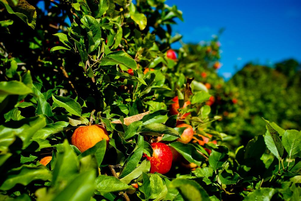 Apples