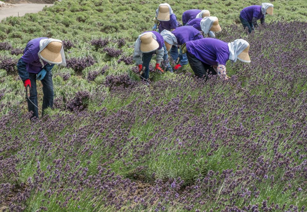 Furano Lavender Farm